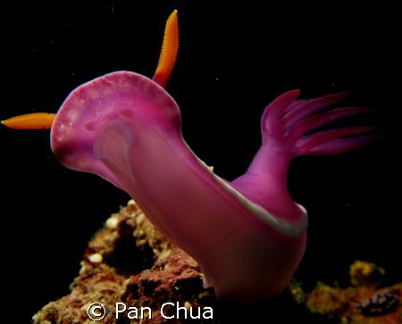 this taken at roach reefs by canon G9 with single sea n s... by Pan Chua 
