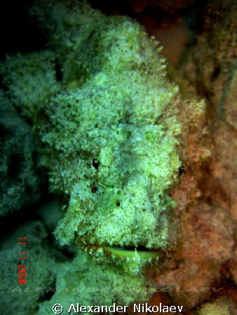Stonefish. by Alexander Nikolaev 
