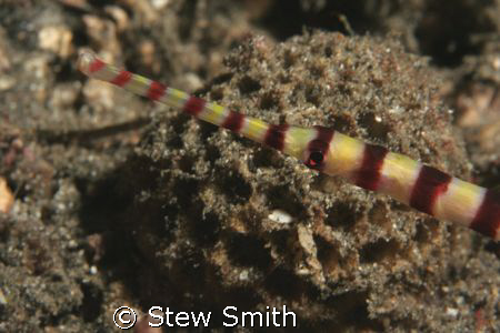 banded pipefish 60mm macro full frame by Stew Smith 
