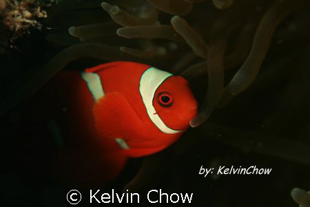 Canon 400D. 100mm lens by Kelvin Chow 