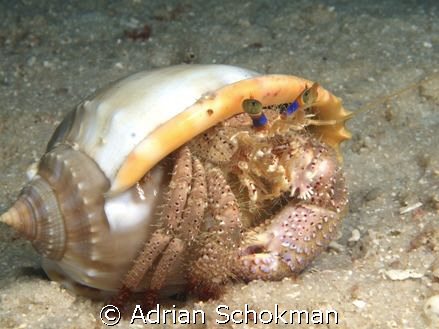 Craby in It's Cozy Seat by Adrian Schokman 