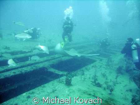 Playing with the stingrays on the Sea Emperor out of Fort... by Michael Kovach 