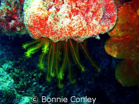 Golden Crinoid seen at Mexico May 2008.  Photo taken with... by Bonnie Conley 