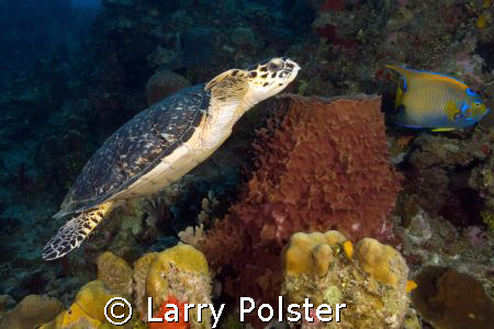 Hawksbill at Turtle Crossing, Roatan, D300 by Larry Polster 
