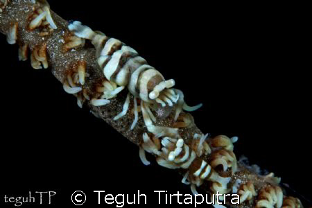 A pair of commensal shrimp (Pontonides unciger). Canon EO... by Teguh Tirtaputra 