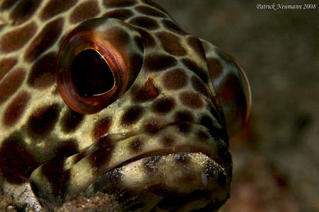 Portrait Full Frame taken with Canon 400D + 100mm macro lens by Patrick Neumann 