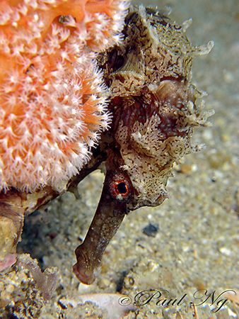 Hide & Seek! Taken in Perhentian Island, Malaysia with Ca... by Paul Ng 