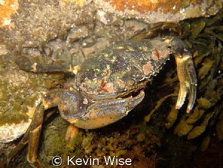 taken at Cullercoats with a fuji f30 in three meters of w... by Kevin Wise 