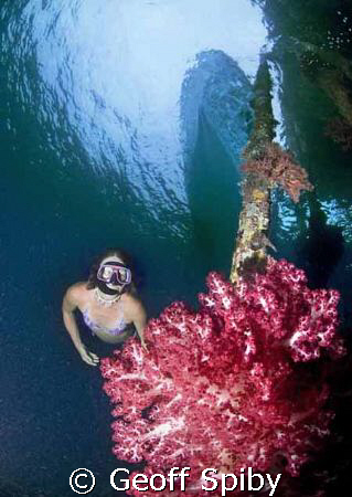 under the jetty at Kri Eco Resort, Raja Ampat by Geoff Spiby 