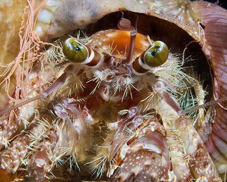 Hermit Crab from Anilao, Philippines. Nikon D200 with 60m... by Jim Chambers 