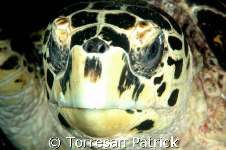 green turtle by Torresan Patrick 