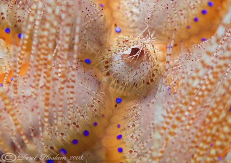 Urchin. Lembeh straits. D200, 60mm. by Derek Haslam 