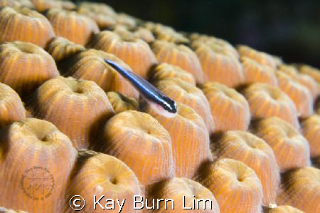 D300, 60mm Macro by Kay Burn Lim 