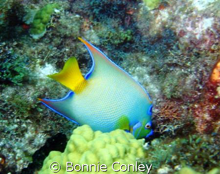 Queen Angelfish at Isla Mujeres.  Photo taken this May wi... by Bonnie Conley 