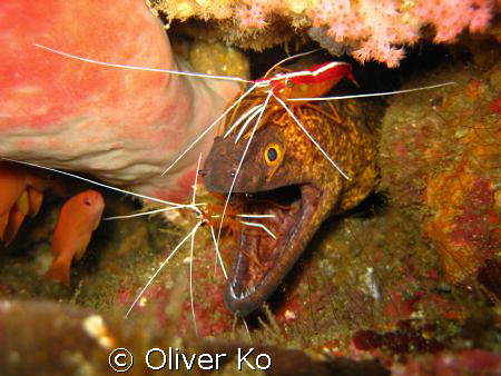 found this in canyons, puerto galera.  shot with a canon ... by Oliver Ko 