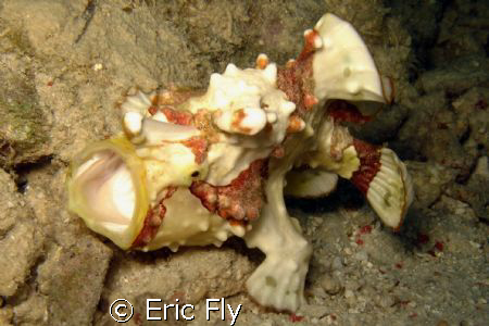 shot at Mabul island house reef by Eric Fly 