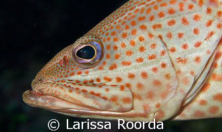 Anyperodon leucogrammicus, SLENDER GROUPER by Larissa Roorda 