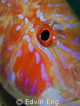Natural Tattoo! Taken in Mabul, Malaysia with Canon G9, I... by Edvin Eng 