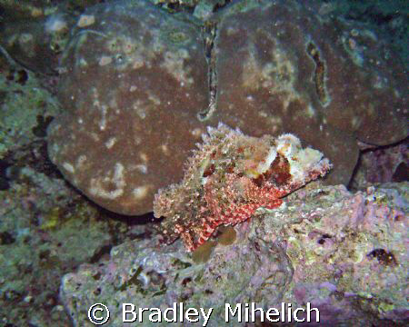 Here is a stonefish sitting off of maeda point in Okinawa by Bradley Mihelich 
