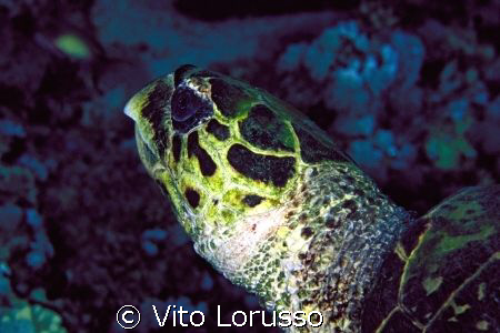 Turtles - Eretmochelys imbricata by Vito Lorusso 