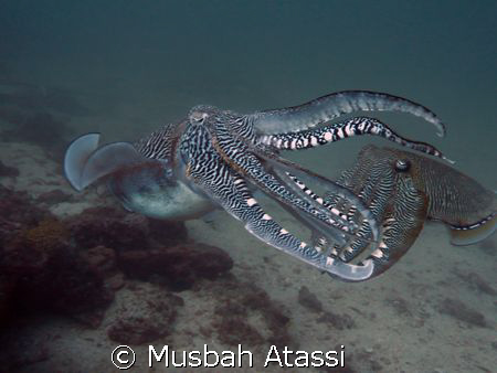 Was Diving in Musandam/Oman in the indian ocean saw 2 cut... by Musbah Atassi 