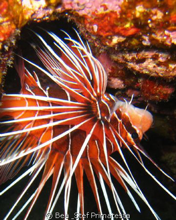 "Upside down", (Pterois radiata) by Bea & Stef Primatesta 