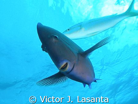 happy face in the reef!!!hollywood bowl dive site in baha... by Victor J. Lasanta 