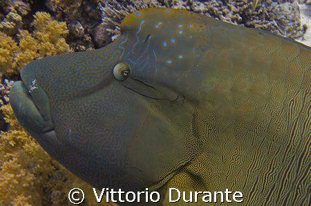 Cheilinus Undulatus by Vittorio Durante 