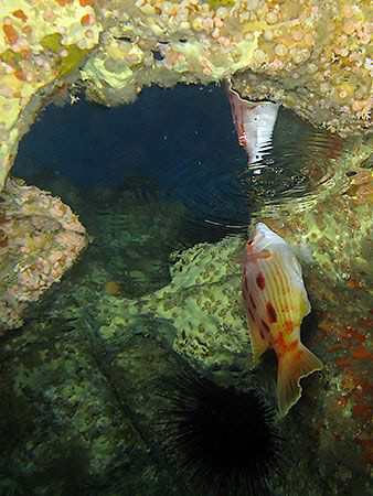 I was taking wide angle shots of colourful sponges in a s... by Brian Mayes 