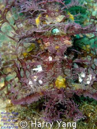 Lacy Scorpionfish. Kenting,TAIWAN.
Casio EX-Z1000  8mm  ... by Harry Yang 