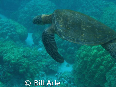 Turtle, Big Island, Hawaii  by Bill Arle 