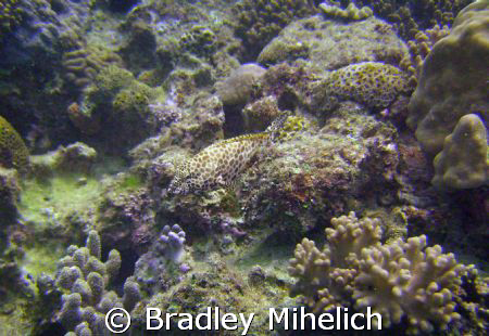 Blending in.  Okinawa Japan by Bradley Mihelich 