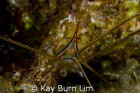Arrow Crab. D300, 105mm VR Macro, Inon 165 Wet Diopter by Kay Burn Lim 