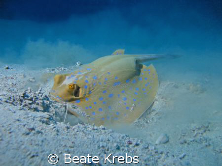 Ray in action , Canon S70 by Beate Krebs 