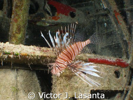   lion fish inside the dc-3 of into the blue movie dive s... by Victor J. Lasanta 