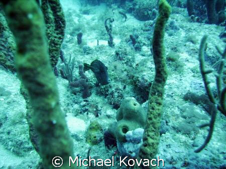 Inside Reef at Lauderdale by the Sea by Michael Kovach 