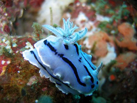 My first image of Anilao...Ligpo Pinnacle by Bernard Maglana 