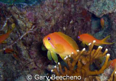 Anthias by Gary Beecheno 