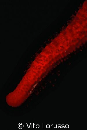 Echinoderms - Echinaster sepositus (detail) by Vito Lorusso 