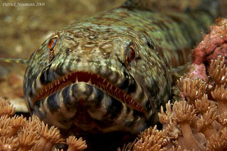 Don t bite me :)
Taken at Koh Doc Mai - Thailand with Ca... by Patrick Neumann 
