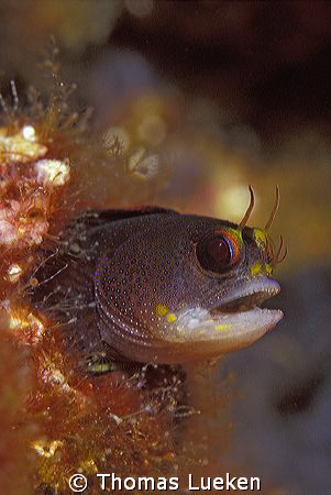 found in Galapagos; F100 by Thomas Lueken 