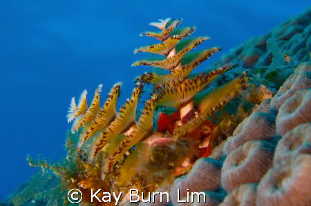 Christmas all year round! D300, 60mm Macro + Woody's Diopter by Kay Burn Lim 