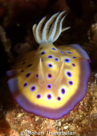 Colours of Life! Chromodoris Kunuei. Pic taken at Lembeh ... by Mohan Thanabalan 
