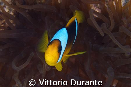 Amphiprion Bicinctus by Vittorio Durante 