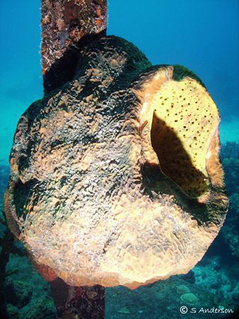 Lots of color, sponges and life on the Willaurie off Nassau. by Steven Anderson 