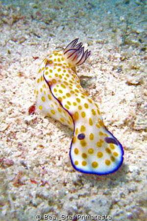 Nudi, (Risbecia pulchella) by Bea & Stef Primatesta 