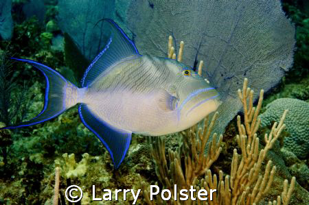 The beautiful Queen Trigger, D70 by Larry Polster 