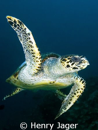 "Turtle" from Raja Ampat, West-Papua by Henry Jager 