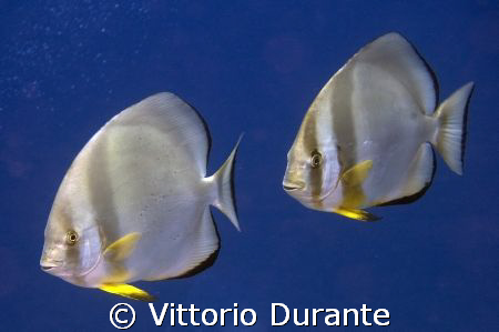 Platax Teira by Vittorio Durante 