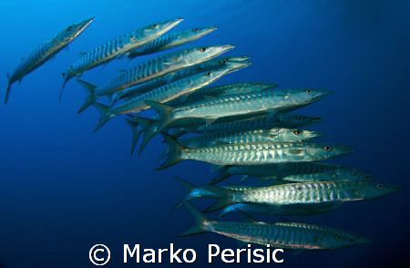 My first photo in the Red Sea with the G9 Blackfin Barrac... by Marko Perisic 